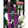 Hybrid purple eggplant seeds-Hong Fei